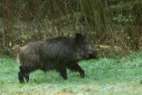 Wild boar