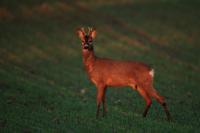 Roe deer