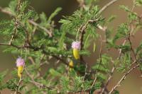 Tanzania-FLORA