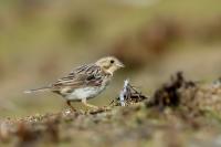 Emberiza calandra