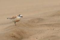 Charadrius marginatus