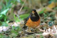 Turdus dissimilis