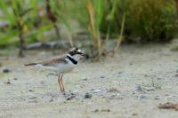 Charadrius dubius