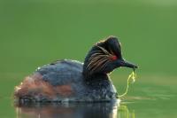 Podiceps nigricollis