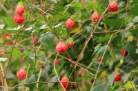 Thailand flora