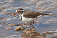 Charadrius tricollaris