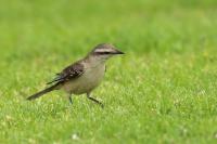 Mimus saturninus