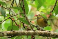 Euphonia minuta