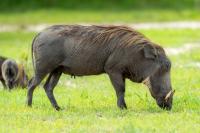 Common warthog