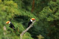 Ramphastos toco