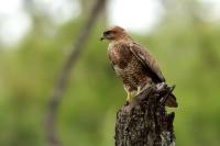 Buteo buteo vulpinus 