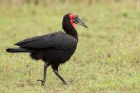 Bucorvus leadbeateri 