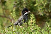 Cyprus FAUNA