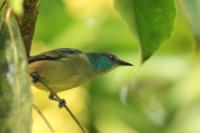 Dacnis venusta