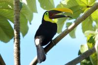 Ramphastos swainsonii