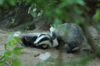 European badger