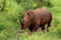 White rhinoceros