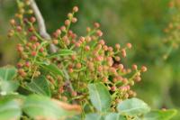 Cyprus FLORA