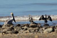 Phalacrocorax brasilianus