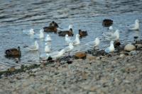 Larus bulleri 