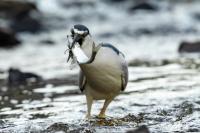 Nycticorax nycticorax