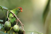 Loriculus beryllinus