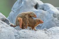 Common dwarf mongoose