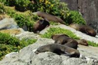 New Zealand sea lion