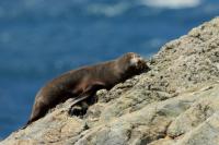 New Zealand -fauna