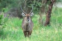 Waterbuck