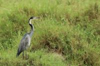 Ardea melanocephala