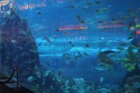 Dubai aquarium