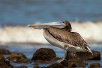 Pelecanus occidentalis