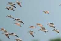 Calidris tenuirostris