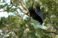 Haliaeetus leucogaster