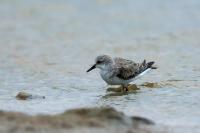 Calidris ruficollis