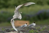 Larus hyperboreus