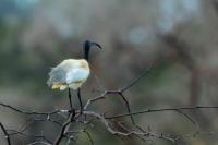 Threskiornis melanocephalus