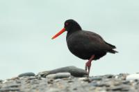 Haematopus fuliginosus