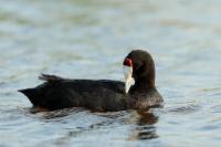 Fulica cristata