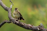 Turdus falcklandii