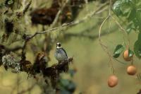 Melanerpes formicivorus