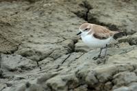 Charadrius mongolus