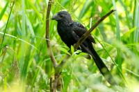 Crotophaga sulcirostris