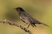 Turdus merula