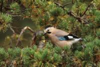 Garrulus glandarius atricapillus