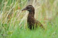 Gallirallus australis