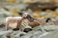 Arctic fox