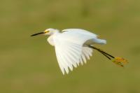 Egretta thula