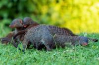 Banded mongoose